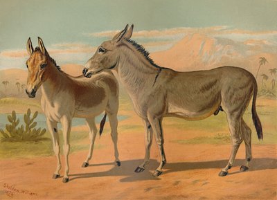 Abessinian villi urosaasi ja naarasintialainen onager, n. 1879. tekijältä Unbekannt