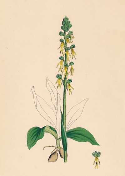 Aceras anthropophora. Man Orchis, 1800-luku tekijältä Unbekannt