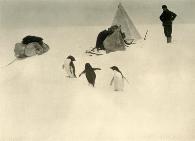 Adelie Penguins Vieraile leirillä c1908, 1909. tekijältä Unbekannt