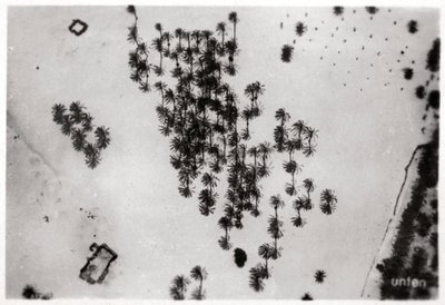 Ilmakuva palmuvarjoista Arabian autiomaassa, Zeppelinistä, 1931 1933 tekijältä Unbekannt