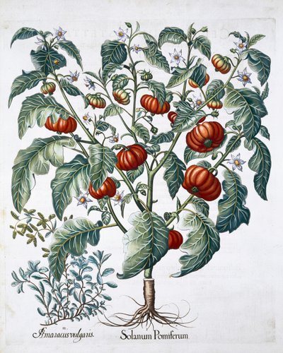 Afrikkalaiset tomaatti- ja meiramikasvit, 1613 tekijältä Unbekannt