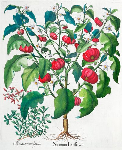 Afrikkalaiset tomaatti- ja meiramikasvit, 1613 tekijältä Unbekannt