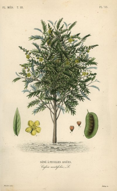 Aleksandrian senna, Senna alexandrina, Cassia acutifolia, Senna a feuilles agues tekijältä Unbekannt