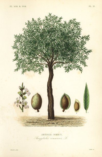 Mantelipuu, Prunus dulcis, tavallinen mantelipuu tekijältä Unbekannt
