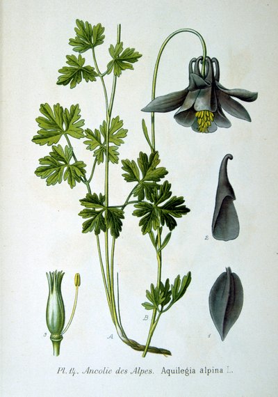 Alppikolumbiini, 1893 tekijältä Unbekannt
