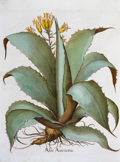 American Aloe Aloe Americana, 1613 tekijältä Unbekannt