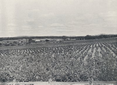 Australian Vineyard, 1923. tekijältä Unbekannt