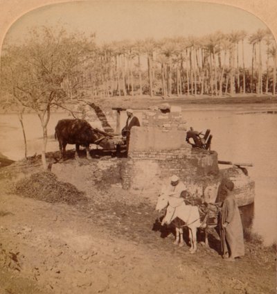 Egyptiläinen Sakiyeh, Piirrä Niilin vettä kasteluun, Egypti, 1896 tekijältä Unbekannt