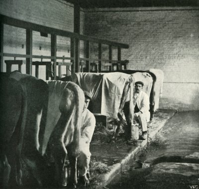Nykyaikainen lypsyvaja Walker-Gordon Farmilla, 1902. tekijältä Unbekannt