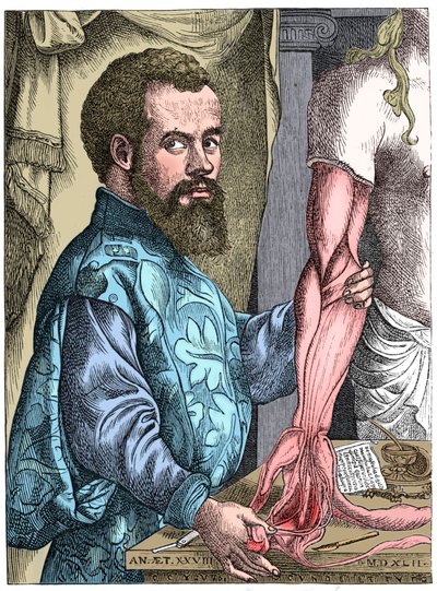 Andreas Vesalius, 1500-luvun flaamilainen anatomi tekijältä Unbekannt