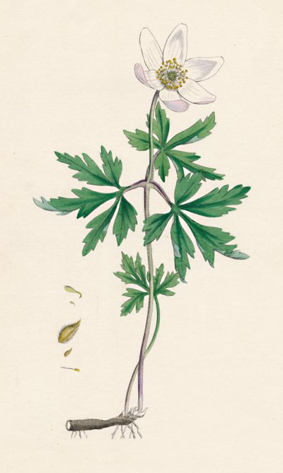 Anemone puumainen. Puuvuokko, 1800-luku tekijältä Unbekannt