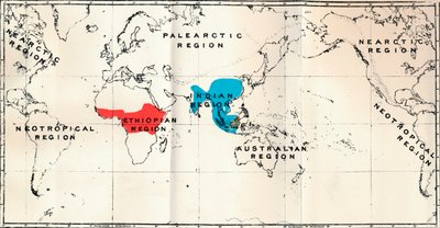 Anthropoidea - Karttajakelu Genera Semnopithecus Blue, Nasalis Brown, Colobus Red, 1897 tekijältä Unbekannt