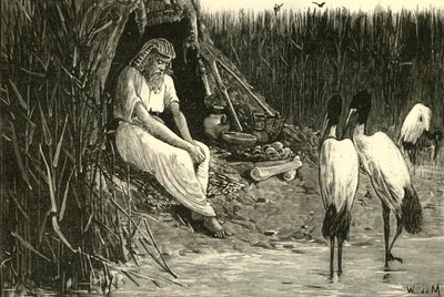 Anysis piilotettu suiston suoalueille, 1890. tekijältä Unbekannt