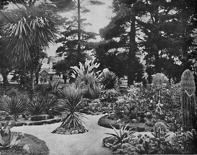 Arizonan puutarha. Monterey, Kalifornia, c1897. tekijältä Unbekannt