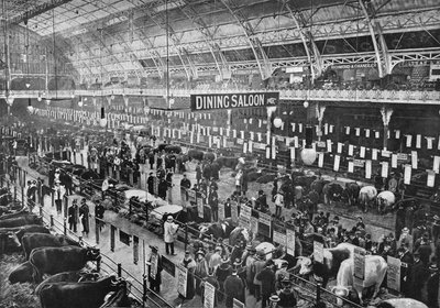 Smithfield Clubin karjanäyttelyssä, Agricultural Hall, Islington, Lontoo, 1902 1903 tekijältä Unbekannt