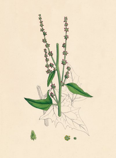 Atriplex Smithii. Smiths Orache, 1800-luku tekijältä Unbekannt