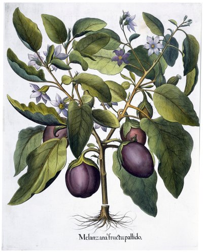 Munakoiso, 1613 tekijältä Unbekannt