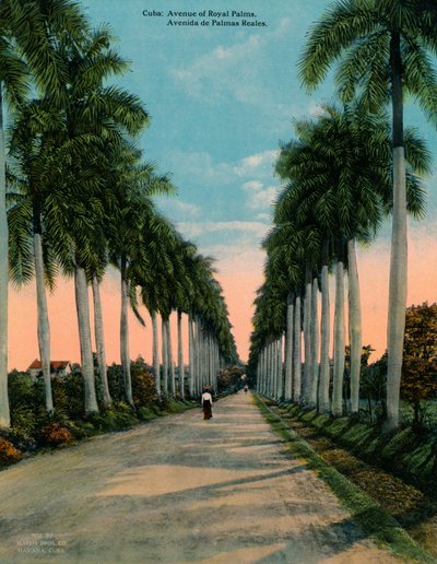 Avenue of Royal Palms, Kuuba, vuodelta 1920 tekijältä Unbekannt