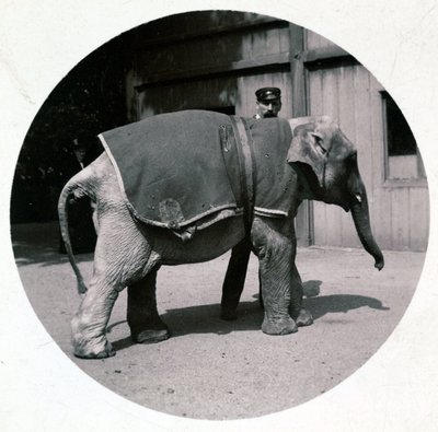"Elefanttivauva eläintarhassa", versio 1890 tekijältä Unbekannt