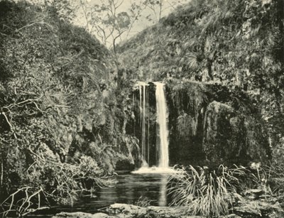 Back Creek Falls, Buchan River, Victoria, 1901. tekijältä Unbekannt