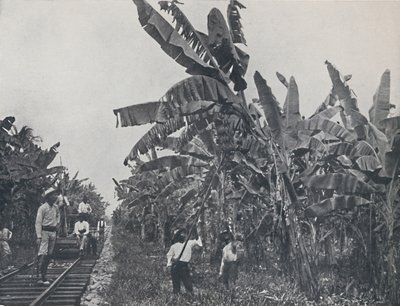 Banaaniviljelmä, 1924 tekijältä Unbekannt