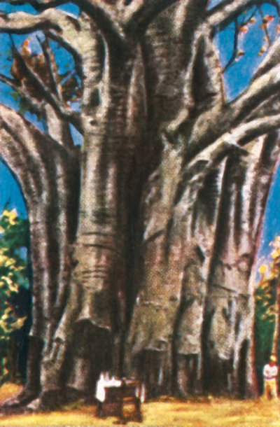 Baobab-puut, Usambara-vuoret, vuodelta 1928. tekijältä Unbekannt