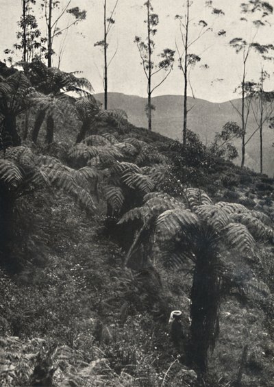 Baumfarne Alsophila crinita u. a., 1926 tekijältä Unbekannt