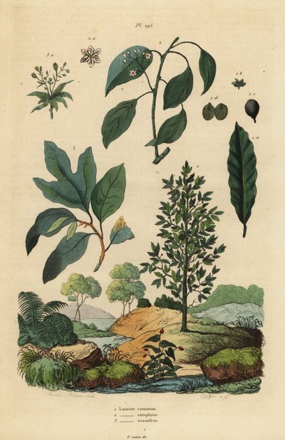 Laakeripuu, Laurus nobilis 1, kamferipuu, Cinnamomum camphora 2 ja sassafras, Sassafras albidum 3 tekijältä Unbekannt