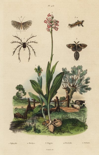 Mehiläisorkidea, Ophrys apifera 1, apinaorkidea, Orchis simia 2, ruosteinen koi, Orgyia antiqua 3, 20 plume koi, Alucita hexadactyla 4 ja Oribata geniculata punkki 5 tekijältä Unbekannt