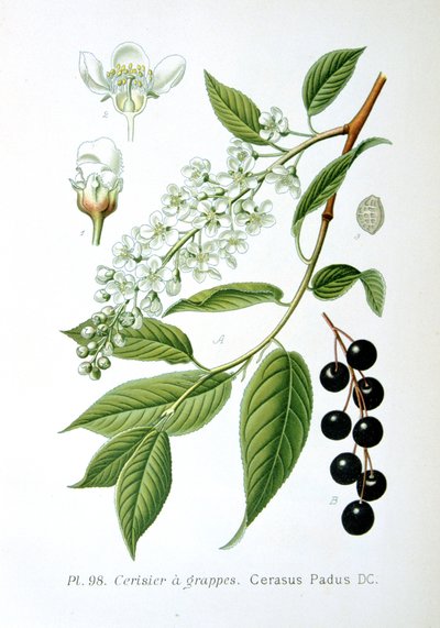 Lintukirsikka, 1893 tekijältä Unbekannt