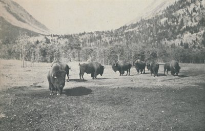 Biisoni, 1916 tekijältä Unbekannt