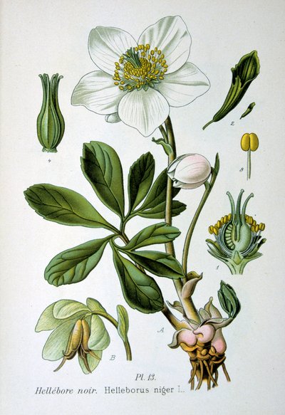 Musta hellebore, 1893 tekijältä Unbekannt