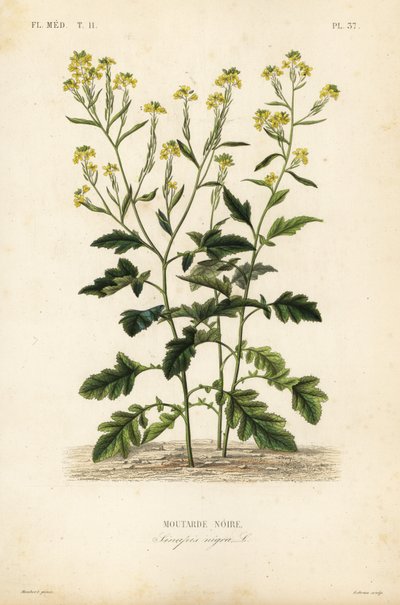 Musta sinappi, Brassica nigra, Sinapis nigra, musta sinappi tekijältä Unbekannt