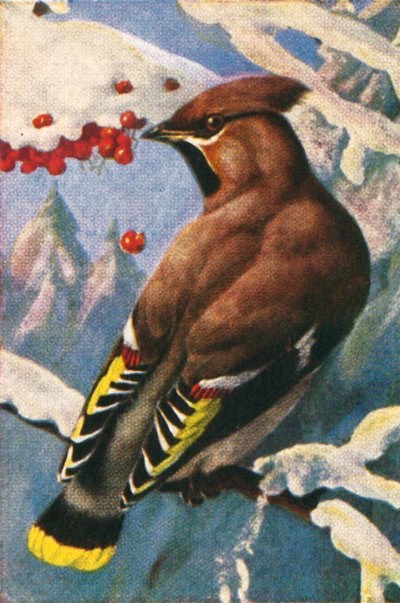 Boheemi vahasiipi, vuodelta 1928. tekijältä Unbekannt
