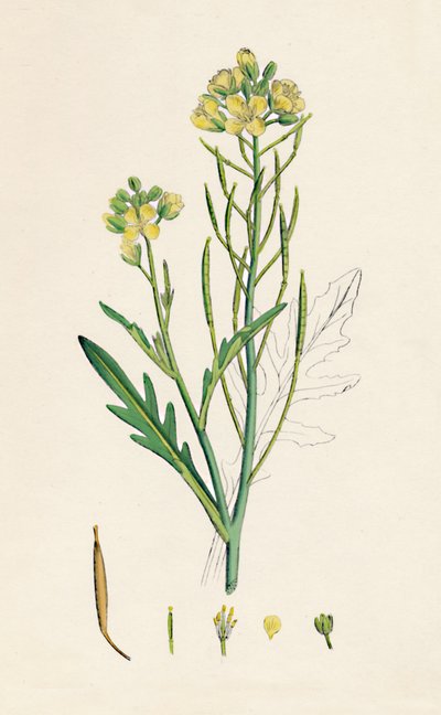 Brassica tenuifolia. Seinäraketti, 1800-luku tekijältä Unbekannt