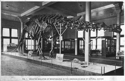 Brontosauruksen luuranko, American Museum of Natural History, New York, USA, 1900-luvun alku tekijältä Unbekannt