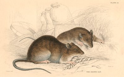 Ruskea rotta Rattus rattus, 1828 tekijältä Unbekannt