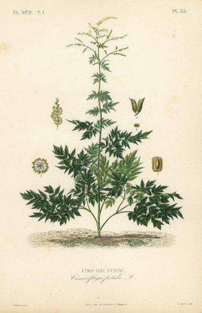 Bugbane tai cohosh, Actaea cimicifuga, Cimicifuga foetida, Cimicaire fetide tekijältä Unbekannt