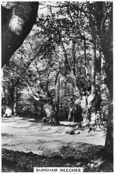 Burnham Beeches, Buckinghamshire, 1937 tekijältä Unbekannt