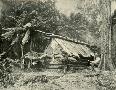 Bush Hut, Dandenong Ranges, Victoria, 1901. tekijältä Unbekannt