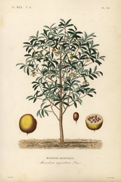 Calabash muskottipähkinä, Monodora myristica, Monodore aromatique tekijältä Unbekannt