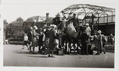 Kameliratsastus, n. 1930 tekijältä Unbekannt