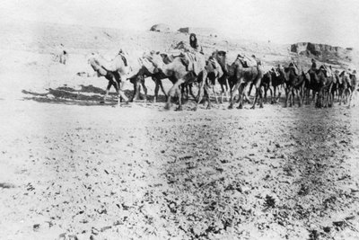 Kamelijuna, Mosul, Mesopotamia, 1918 tekijältä Unbekannt