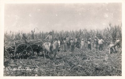 kepin leikkaaminen, c1930 tekijältä Unbekannt