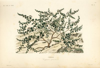 Kaprispensas tai Flinders ruusu, Capparis spinosa, Caprier tekijältä Unbekannt