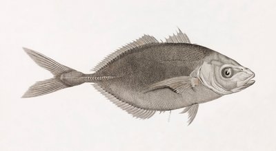 Caranx Lune, lähikuva tekijältä Unbekannt