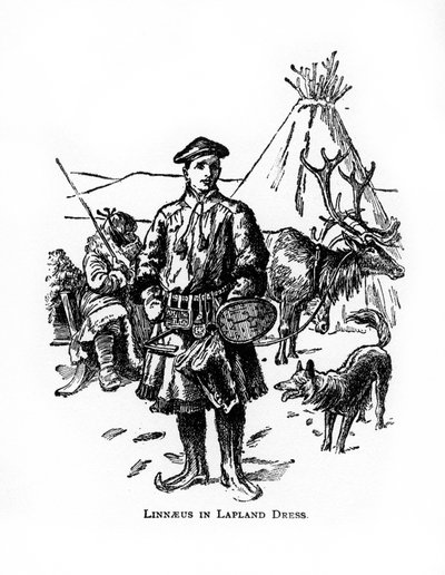 Carolus Linnaeus, 1700-luvun ruotsalainen kasvitieteilijä, lääkäri ja eläintieteilijä, 1900-luku tekijältä Unbekannt
