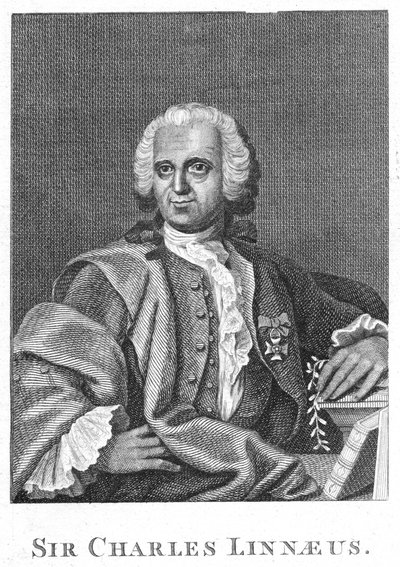 Carolus Linnaeus, 1700-luvun ruotsalainen luonnontieteilijä tekijältä Unbekannt
