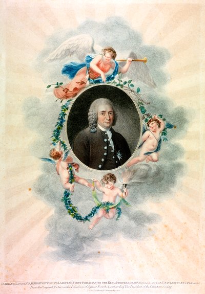 Carolus Linnaeus, ruotsalainen luonnontieteilijä ja lääkäri, 1807 tekijältä Unbekannt