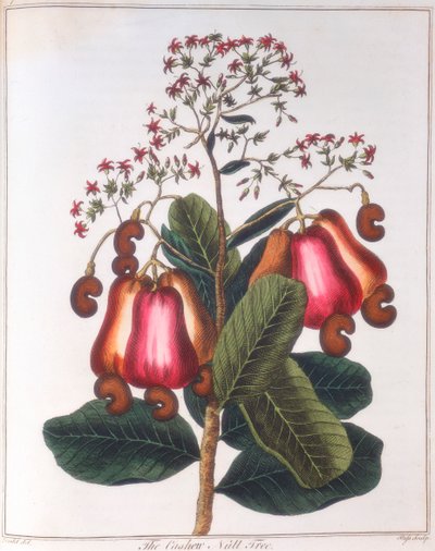 Cashewpähkinä - Anacardium occidentale, c1798 tekijältä Unbekannt